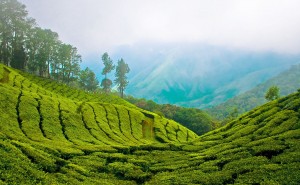 Munnar_Top_station Bimal K